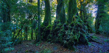 Antarctic Beech Trees - Springbrook  - QLD T (PB5D 00 U3A3924) (2)